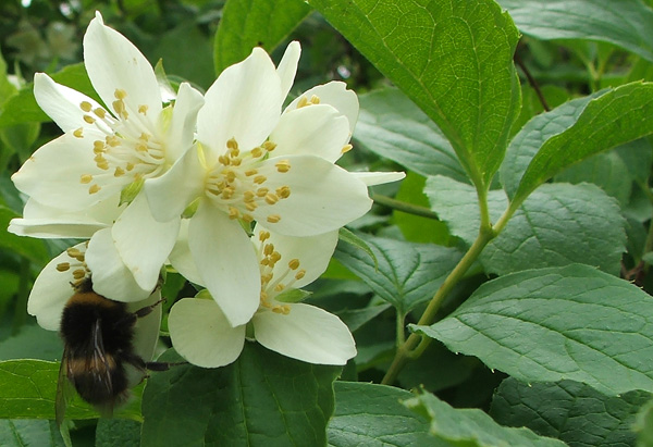  Philadelphus - which I do trim when I remember! 