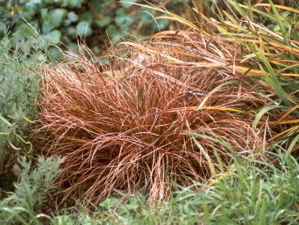 The name of the small brown tussock is Uncina. 