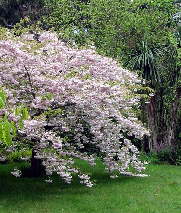 flowering cherry tree pictures. Flowering Cherry - Spring 2003