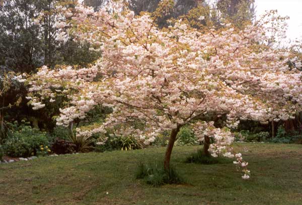 cherry tree pictures. Flowering Cherry - Spring 1999