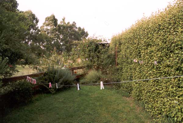  The washing line before the rose-bush grew. 