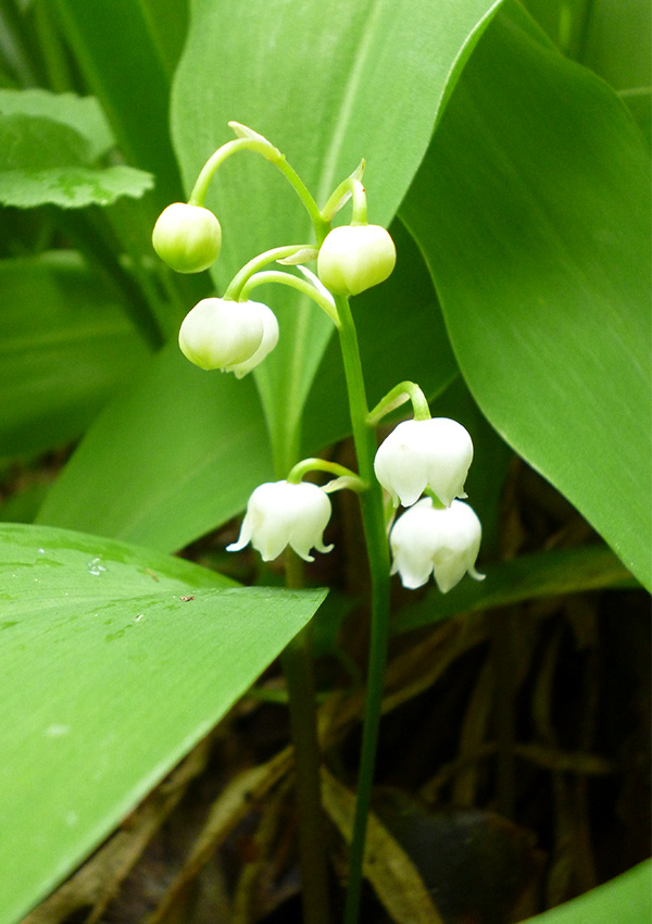  A beautiful close-up. 