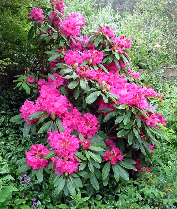 Deep Pink Rhododendron