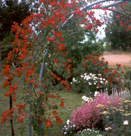 The rose is trimmed with the hedge clippers. The rose is trimmed with the hedge clippers.
