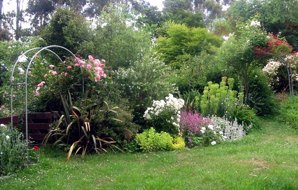 roses in garden