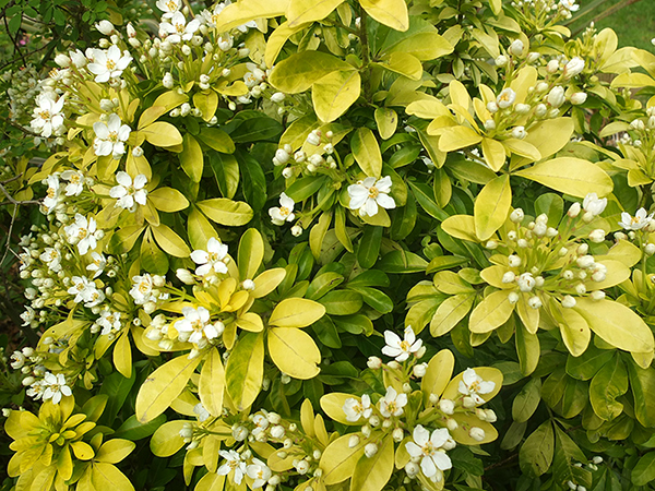  Flowering in spring. 