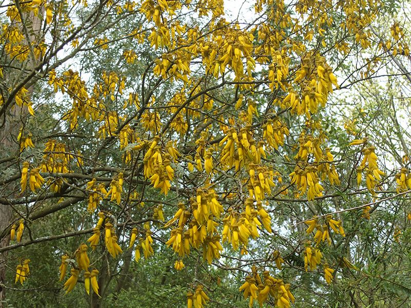 Flowering Kowhai Tree