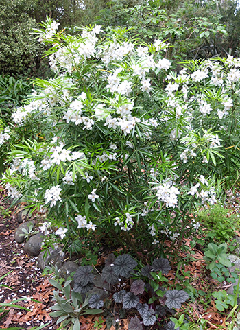 Slow growing, for me, with lovely spiky leaves. Slow growing, for me, with lovely spiky leaves.