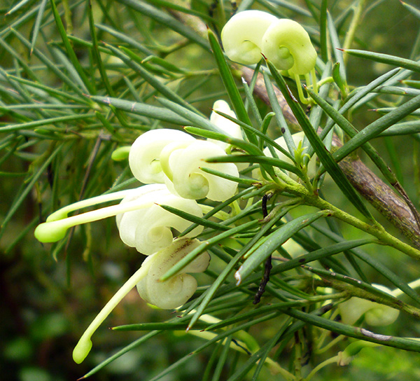  Such pretty flower detail. 