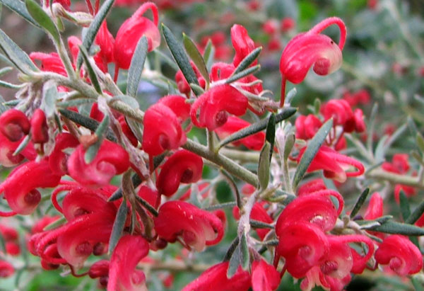  Variety unknown, flowering in spring. 