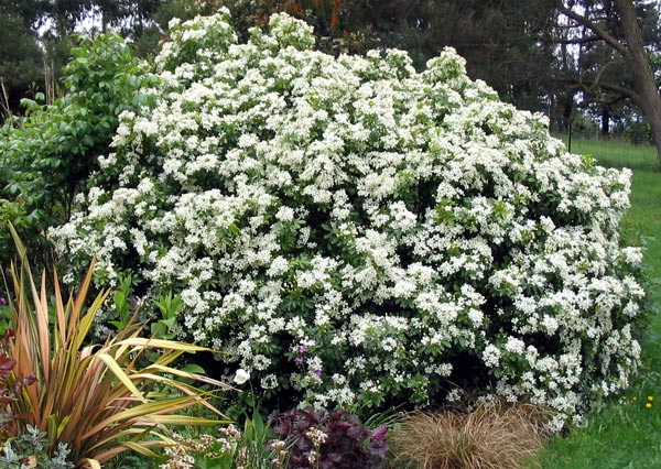  A beautiful shrub for the late spring garden. 