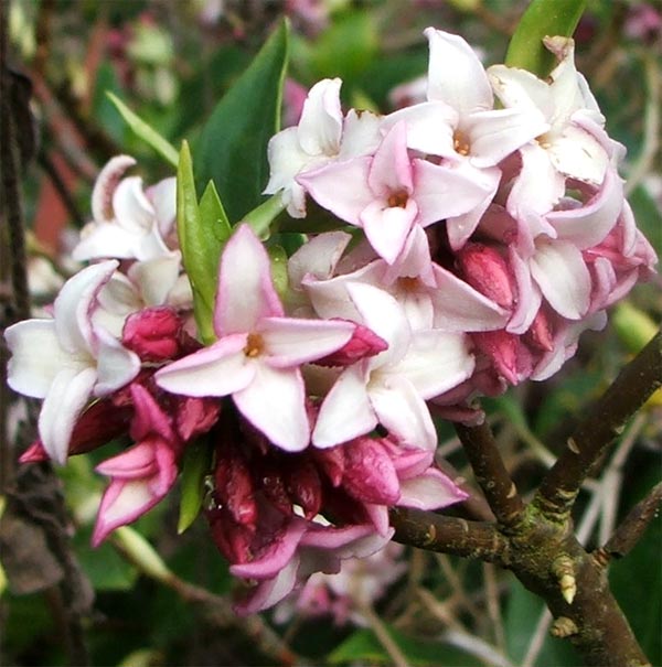  Enjoy this close-up of the flowers. 