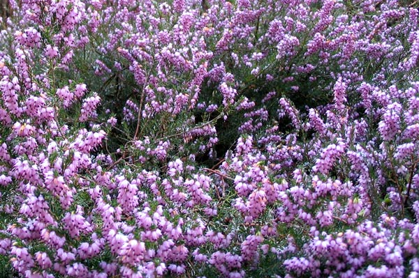  What a beautiful colour this Erica is. 