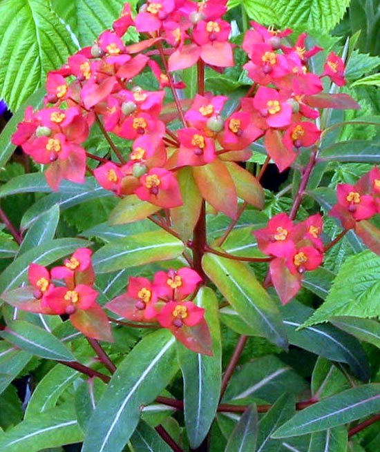 I'd like feature this shrub more in my garden - the flower colour should coincide well with the orange daylilies I grow. I'd like feature this shrub more in my garden - the flower colour should coincide well with the orange daylilies I grow.