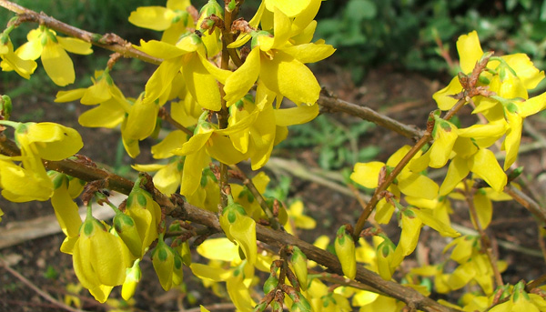  A spring flowering shrub, 