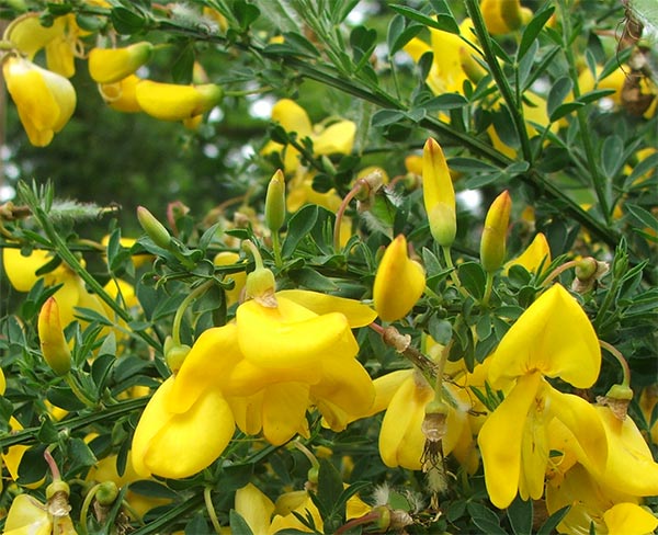  Glorious colour, dreadful shrub! 