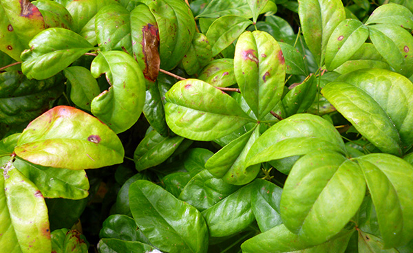  Green leaves in spring and summer. 