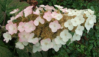 The flowers are beautiful. The flowers are beautiful.