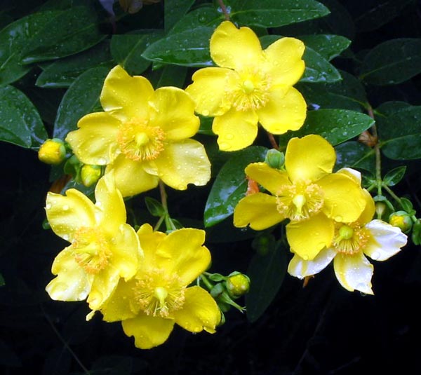  brings yet more sunshine to the garden with its bright yellow flowers.