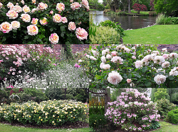  Striped Claude Monet, pale Gruss an Aachen, pink Rosy Cushion, Unknown Yellow. 