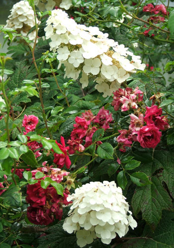  Struggling with the cherry red rambling rose... 