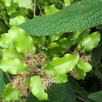  Olearia paniculata 