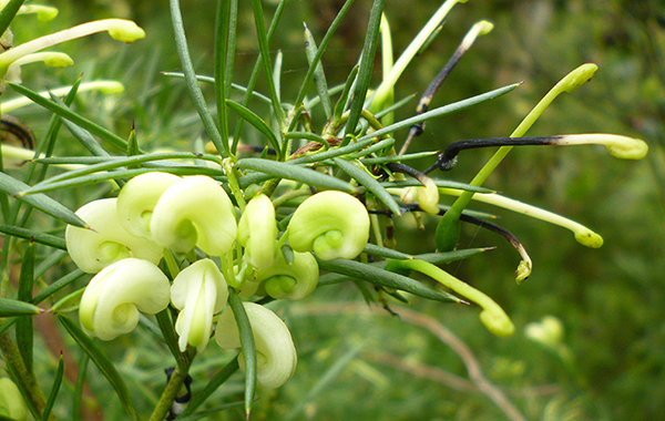  Such prickly needle leaves! 