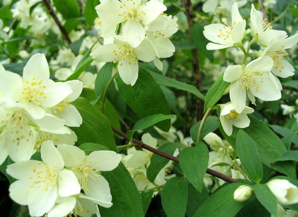 Праздник сирени - Страница 2 Philadelphus-flower