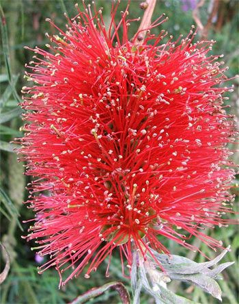  A bottlebrush. 