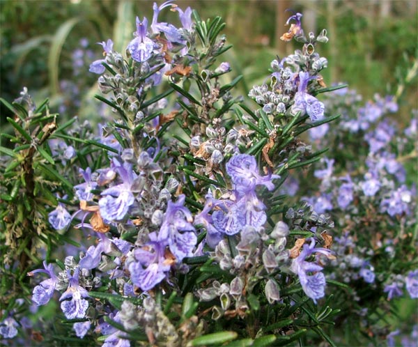  A lovely shrub, easy to grow in my garden. 