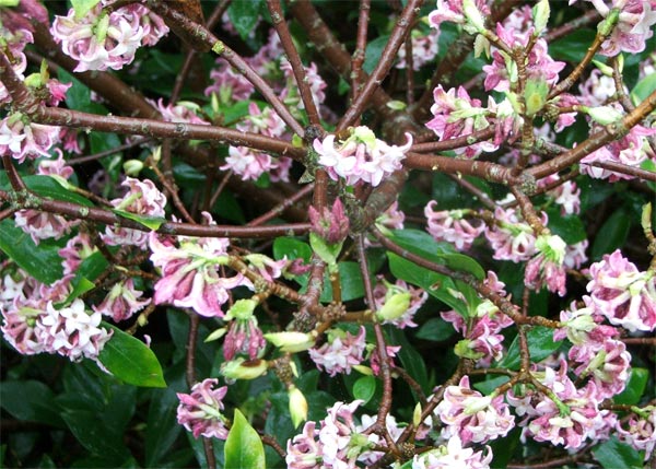  The very nicest of early spring shrubs. 