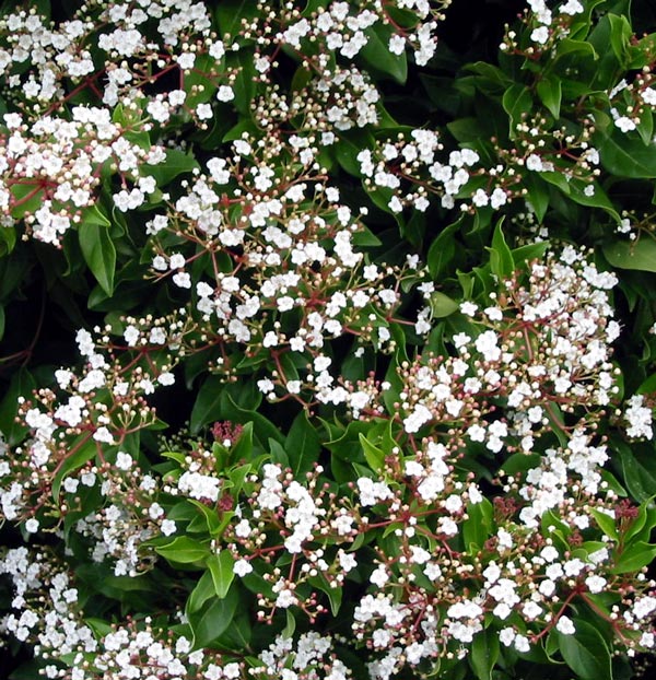 viburnum-tinus-april.jpg