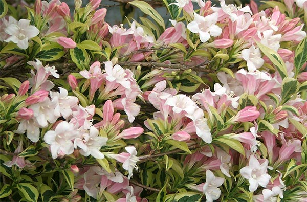  I think this shrub comes from the USA. 