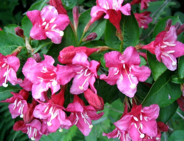  This shrub flowers in late spring. 