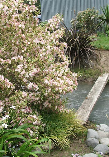  A beautiful bronze flax grows at the other end of The Plank... 
