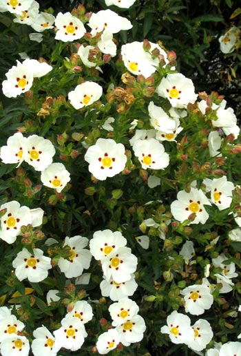  The flowers are a bright papery white. 