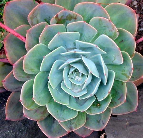  A large rosette. 