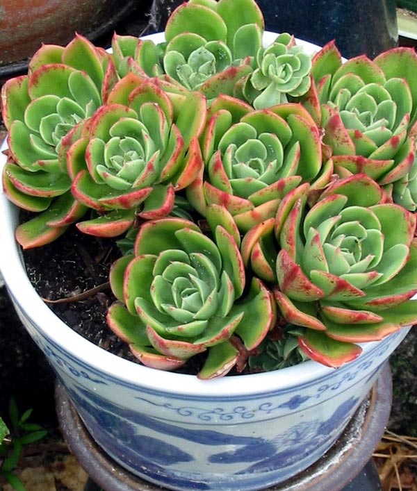 This is the first succulent I ever grew. 