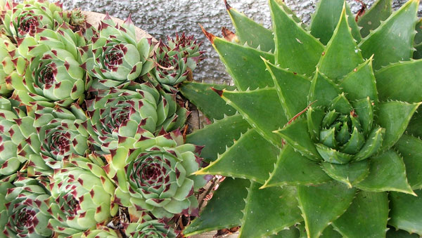  Next to some sedums. 