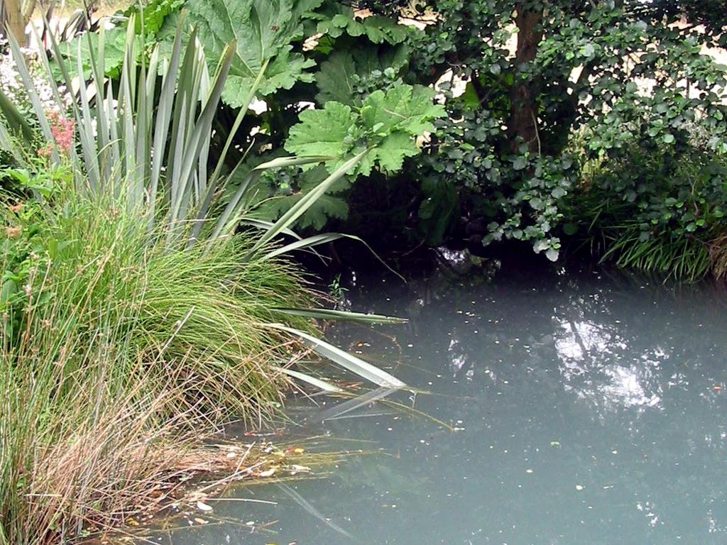 Pond In Summer