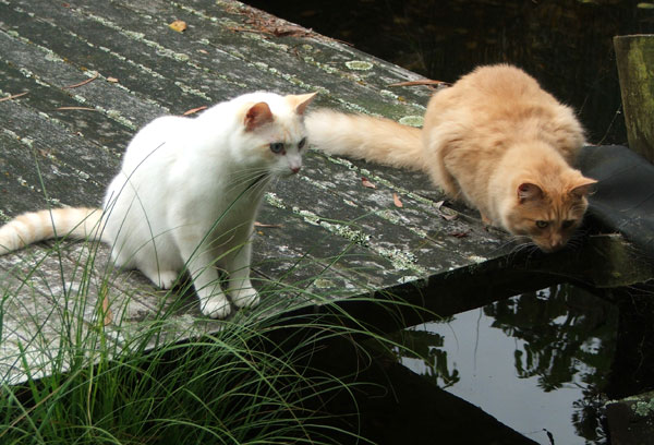  Two cats on the pond decking. 