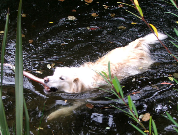  Good dog. 