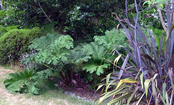  Gunnera can get damaged by late frosts. 