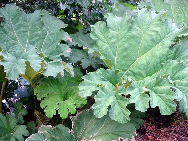 What beautiful leaf markings. What beautiful leaf markings.