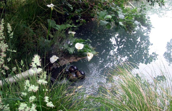 The pond is gravity fed from the water race. The pond is gravity fed from the water race.