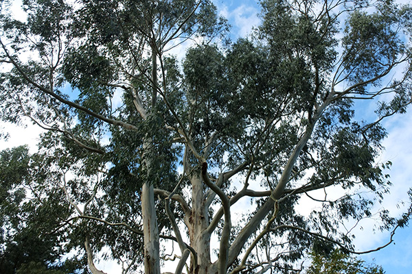  Beautiful whitish bark. 