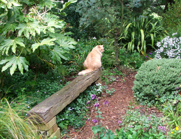  Fluff-Fluff the cat often sits here checking out the birds. 