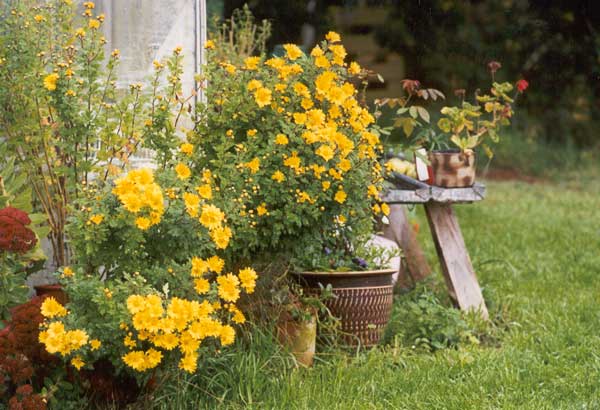 chrysanthemums by the glasshouse