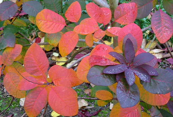 Such a variety of colours, all at the same time. Such a variety of colours, all at the same time.