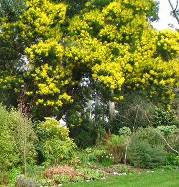 Flowers Australia on And It Flowers Right In The Middle Of Winter  Nice